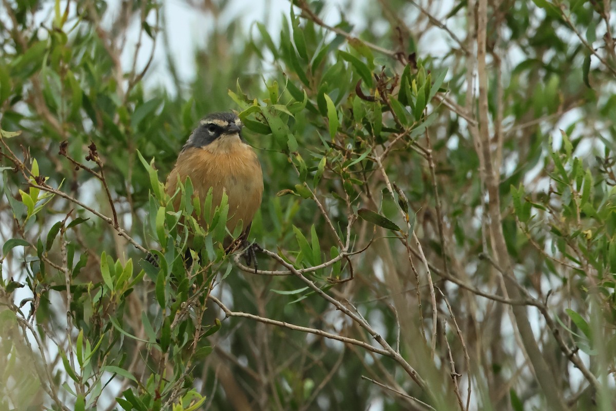 Long-tailed Reed Finch - ML616626331