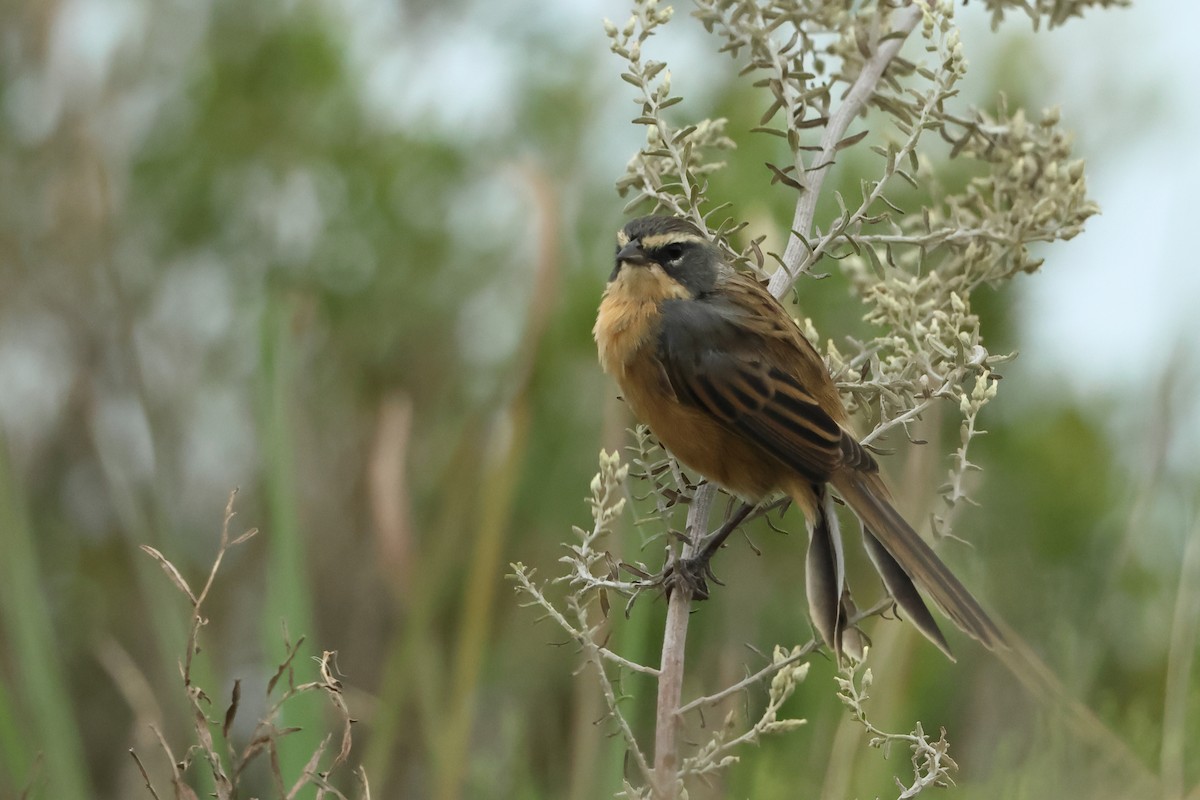 Long-tailed Reed Finch - ML616626332