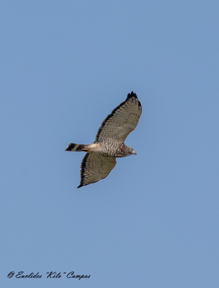 Broad-winged Hawk - ML616626369