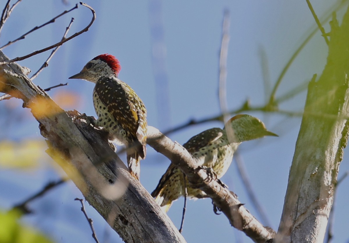Green-backed Woodpecker (Spot-backed) - ML616626403
