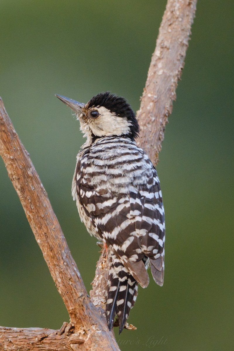 Freckle-breasted Woodpecker - ML616626417