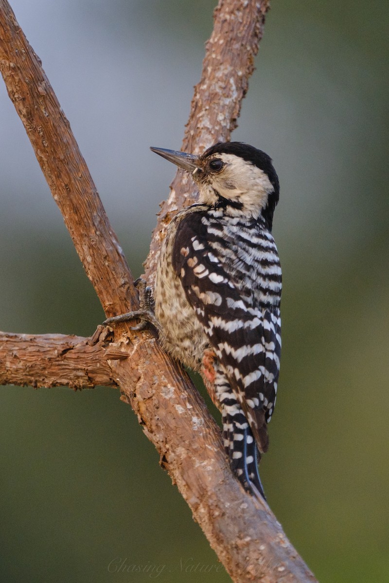 Freckle-breasted Woodpecker - ML616626418