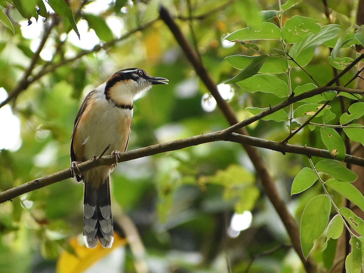 Lesser Necklaced Laughingthrush - ML616626442