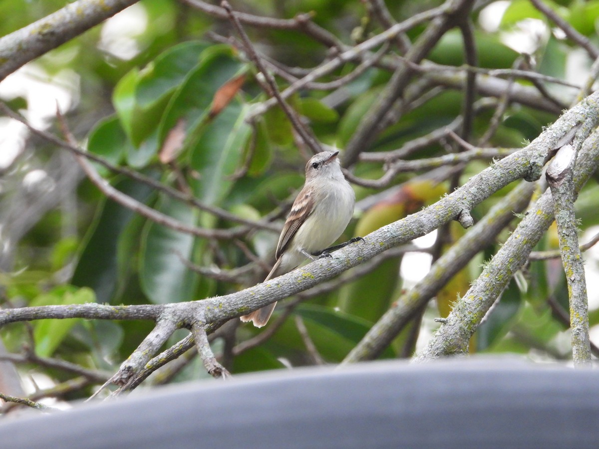 Northern Mouse-colored Tyrannulet - ML616626479