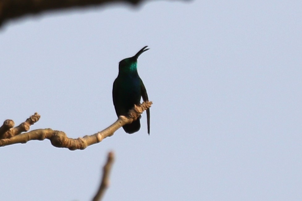kolibřík panamský - ML616626492