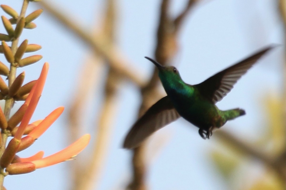 kolibřík panamský - ML616626493