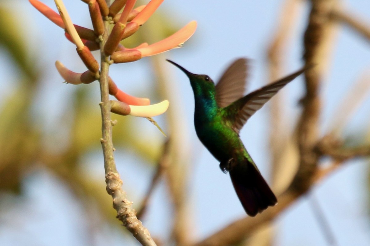 kolibřík panamský - ML616626494