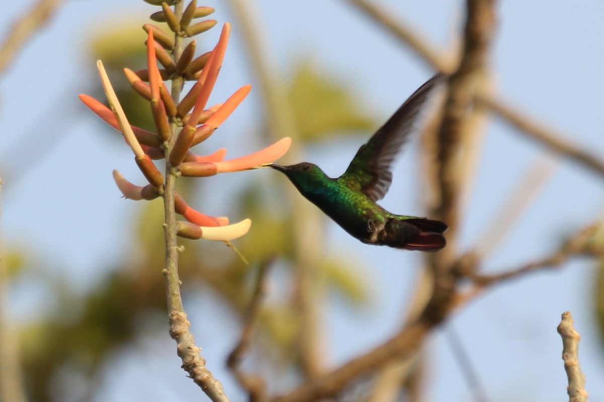kolibřík panamský - ML616626495