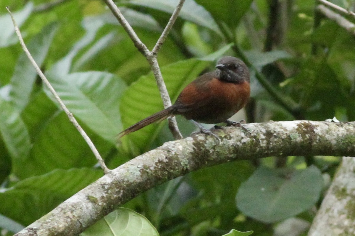 Rufous-breasted Spinetail - ML616626503