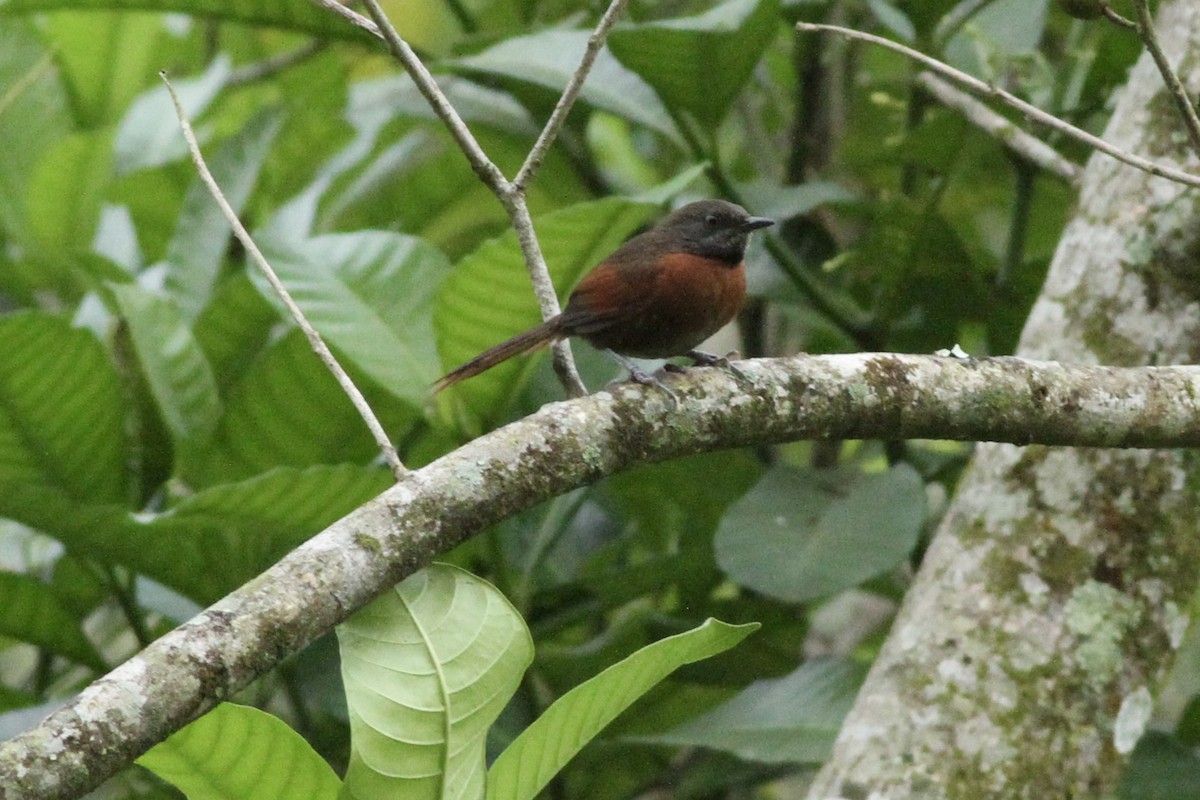 Rufous-breasted Spinetail - ML616626504