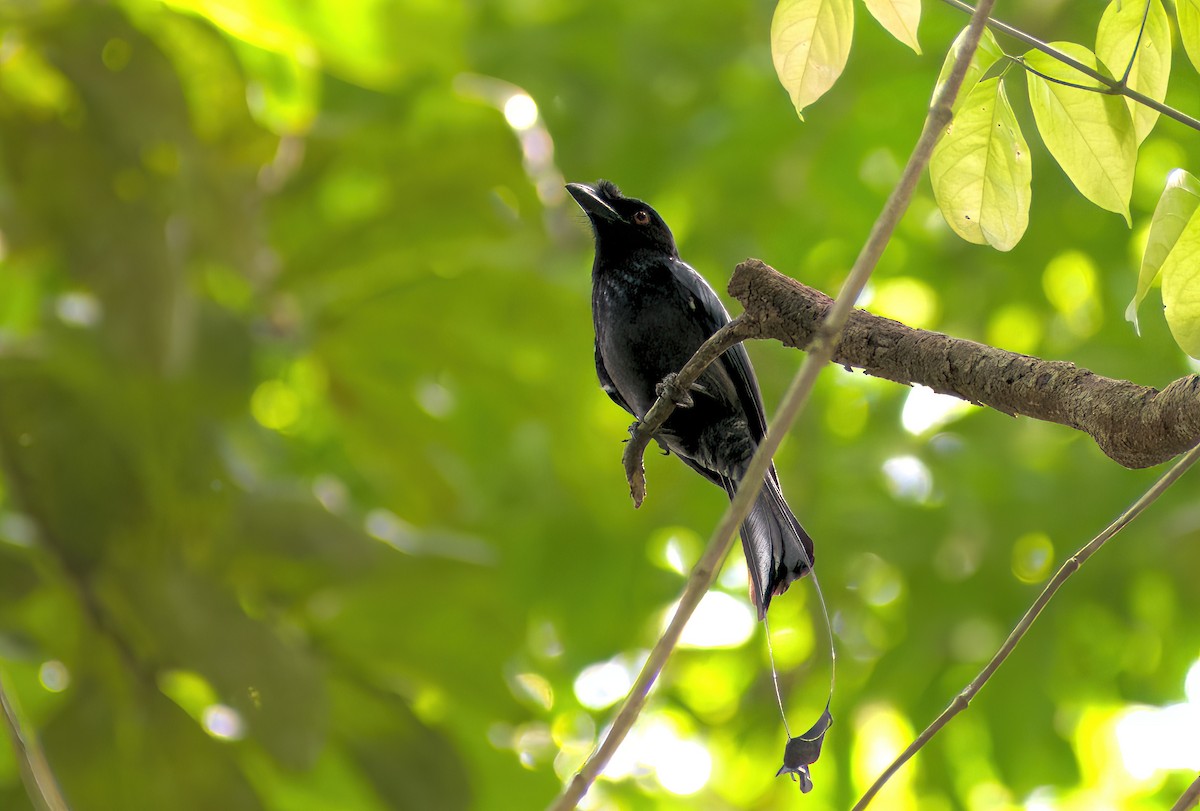 Greater Racket-tailed Drongo - ML616626709