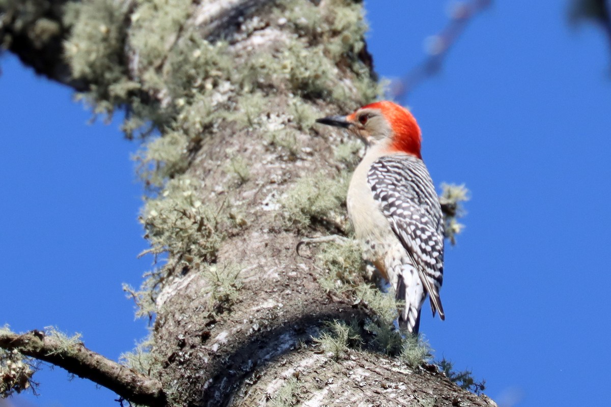 Red-bellied Woodpecker - Colin Sumrall