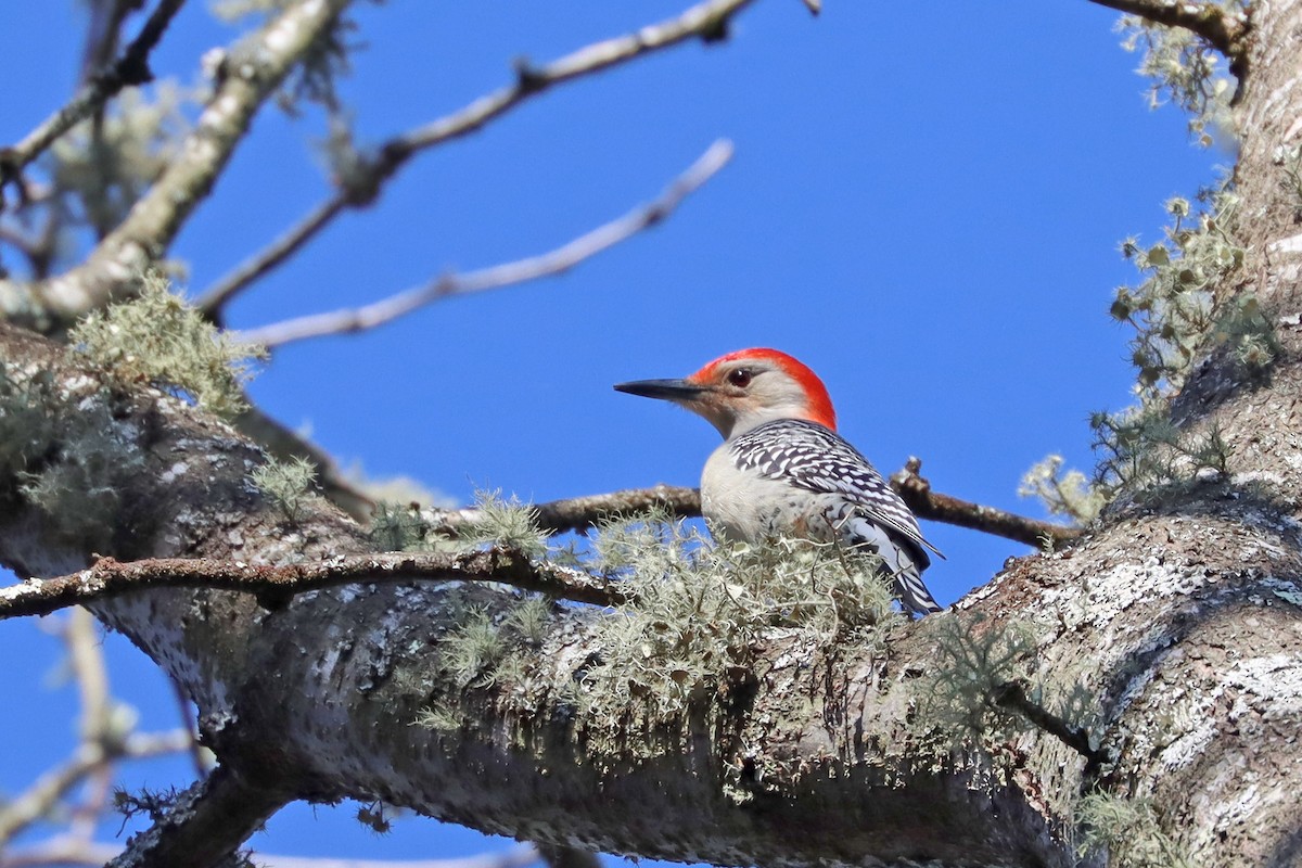 Red-bellied Woodpecker - ML616626769