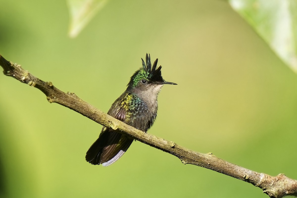 Antillean Crested Hummingbird (St. Vincent) - ML616626878