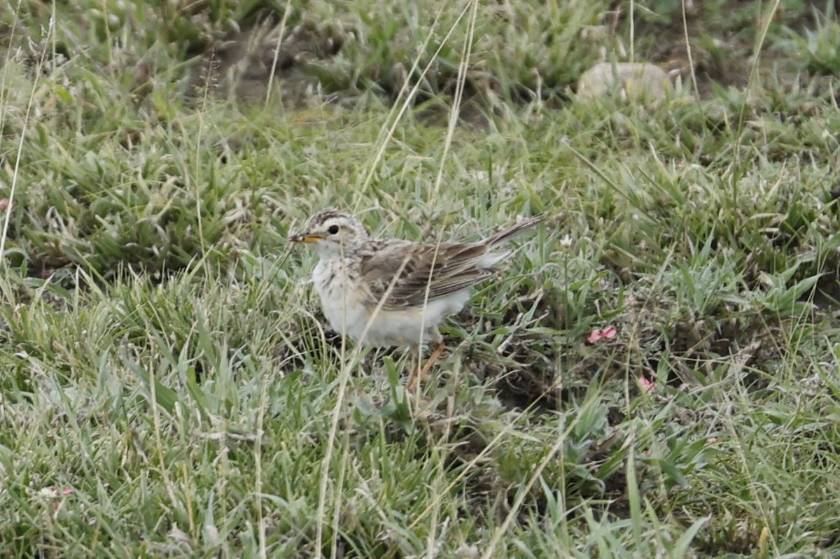 African Pipit (African) - ML616626988