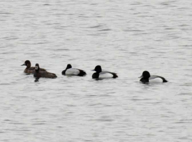 Greater/Lesser Scaup - Lois Rockhill