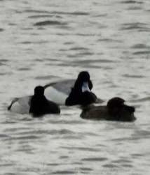 Greater/Lesser Scaup - ML616626995