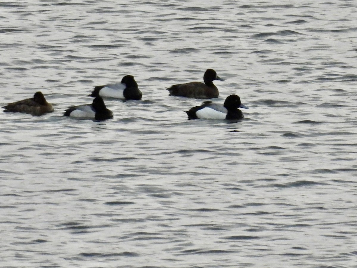 Greater/Lesser Scaup - Lois Rockhill