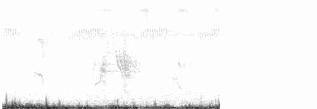 Белобрюхий воронец - ML616627105