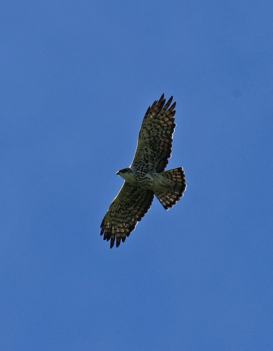 Ayres's Hawk-Eagle - ML616627164