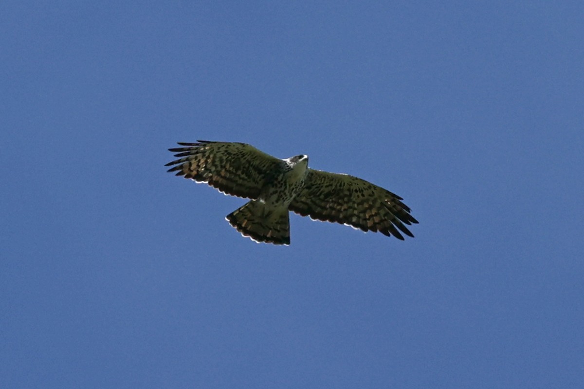 Ayres's Hawk-Eagle - ML616627165