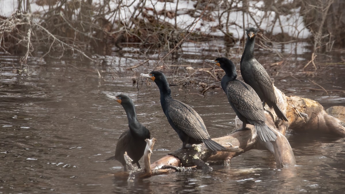 Double-crested Cormorant - R Miller