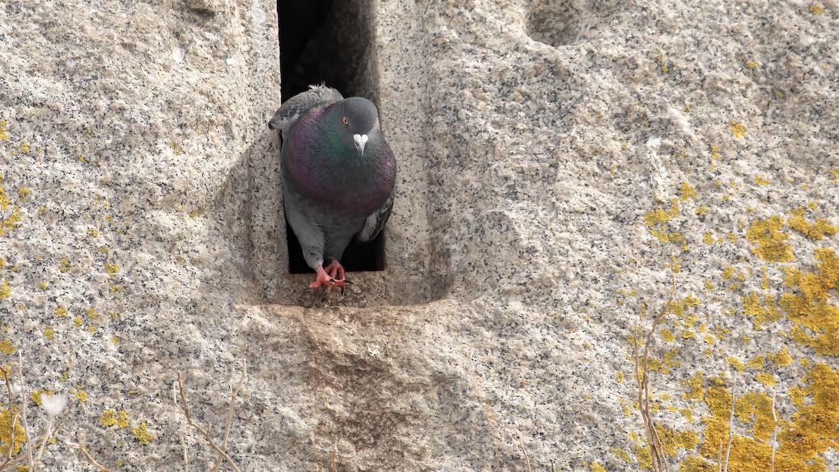 Rock Pigeon (Feral Pigeon) - R Miller