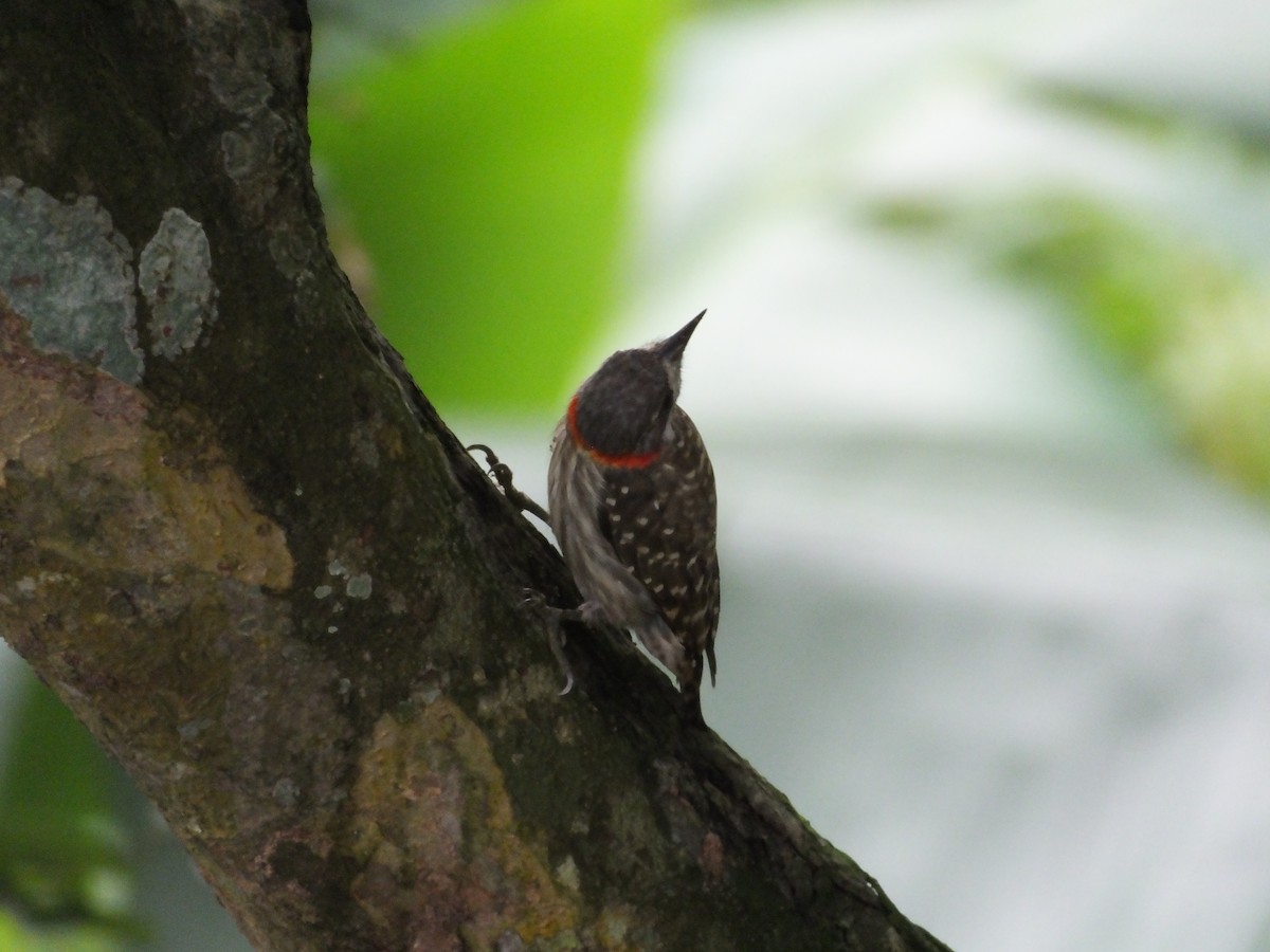 Sulawesi Pygmy Woodpecker - ML616627235