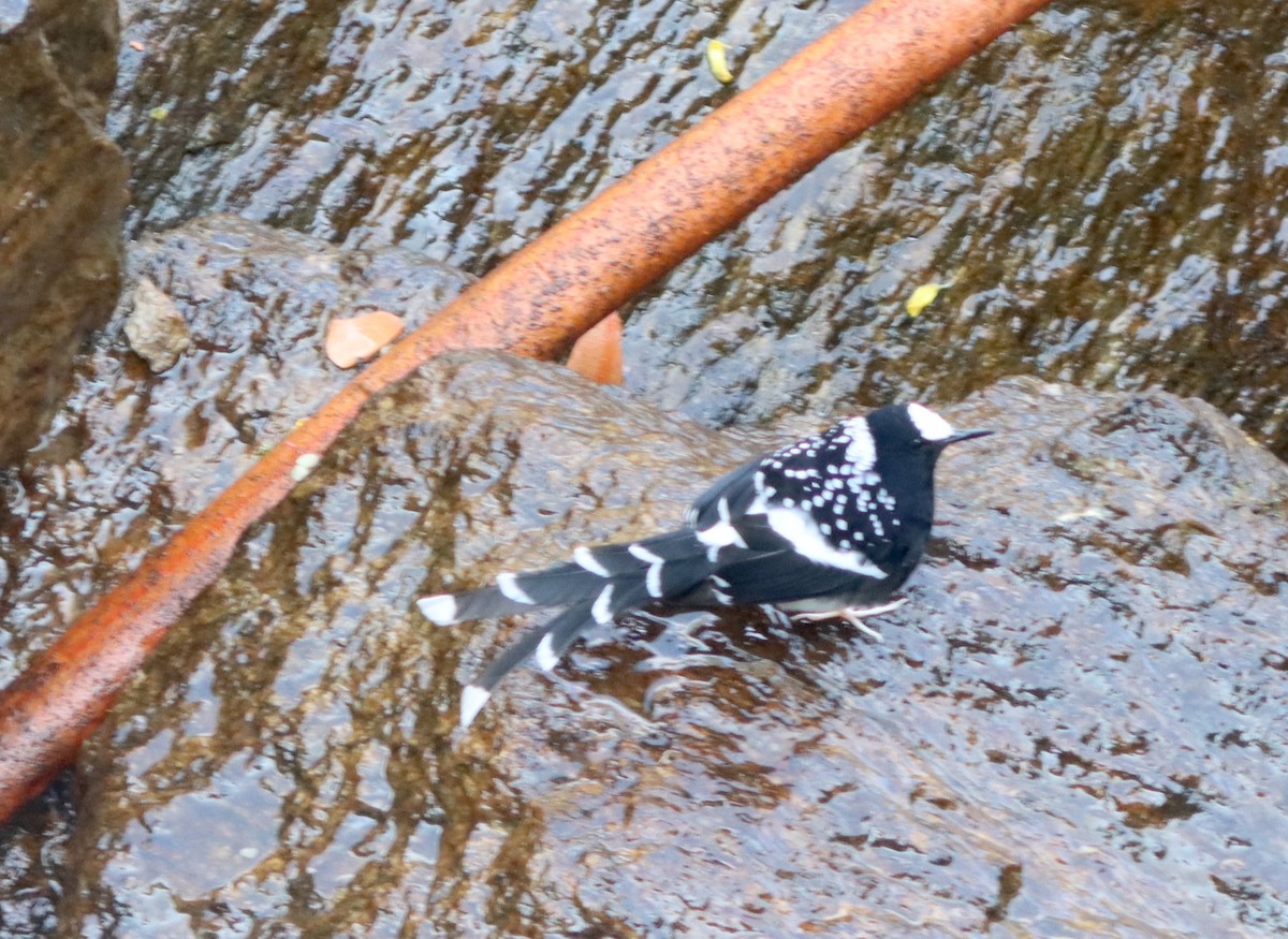Spotted Forktail - ML616627330