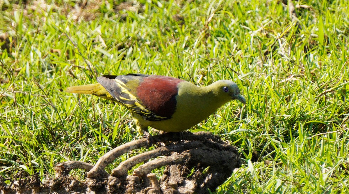Gray-fronted Green-Pigeon - ML616627401