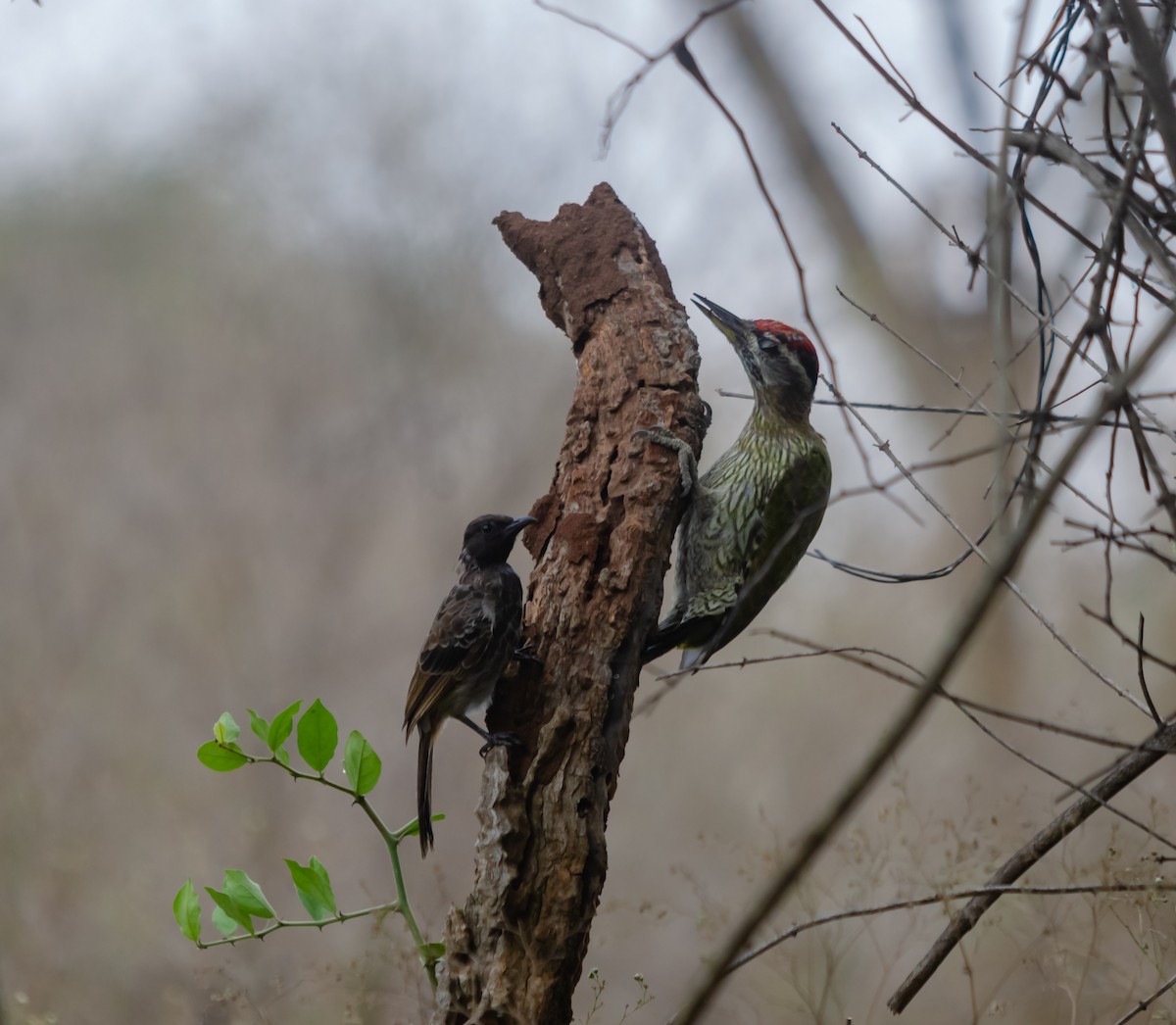 Streak-throated Woodpecker - ML616627440