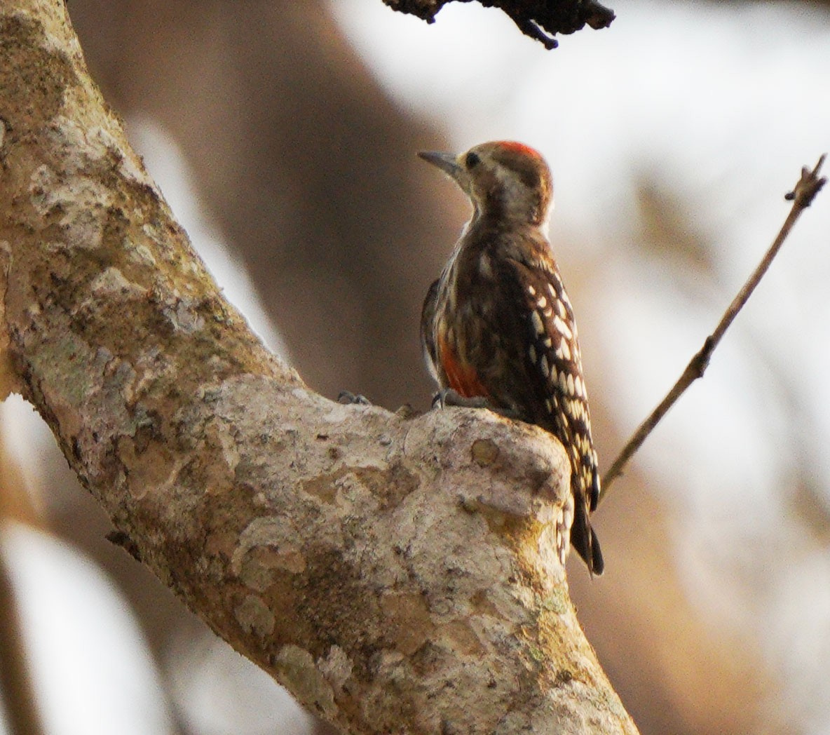 Yellow-crowned Woodpecker - ML616627441