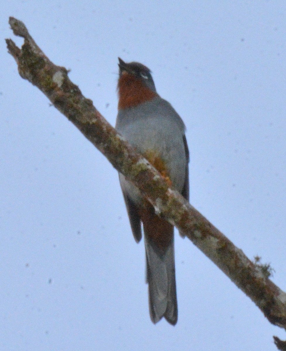 Rufous-throated Solitaire - ML616627567