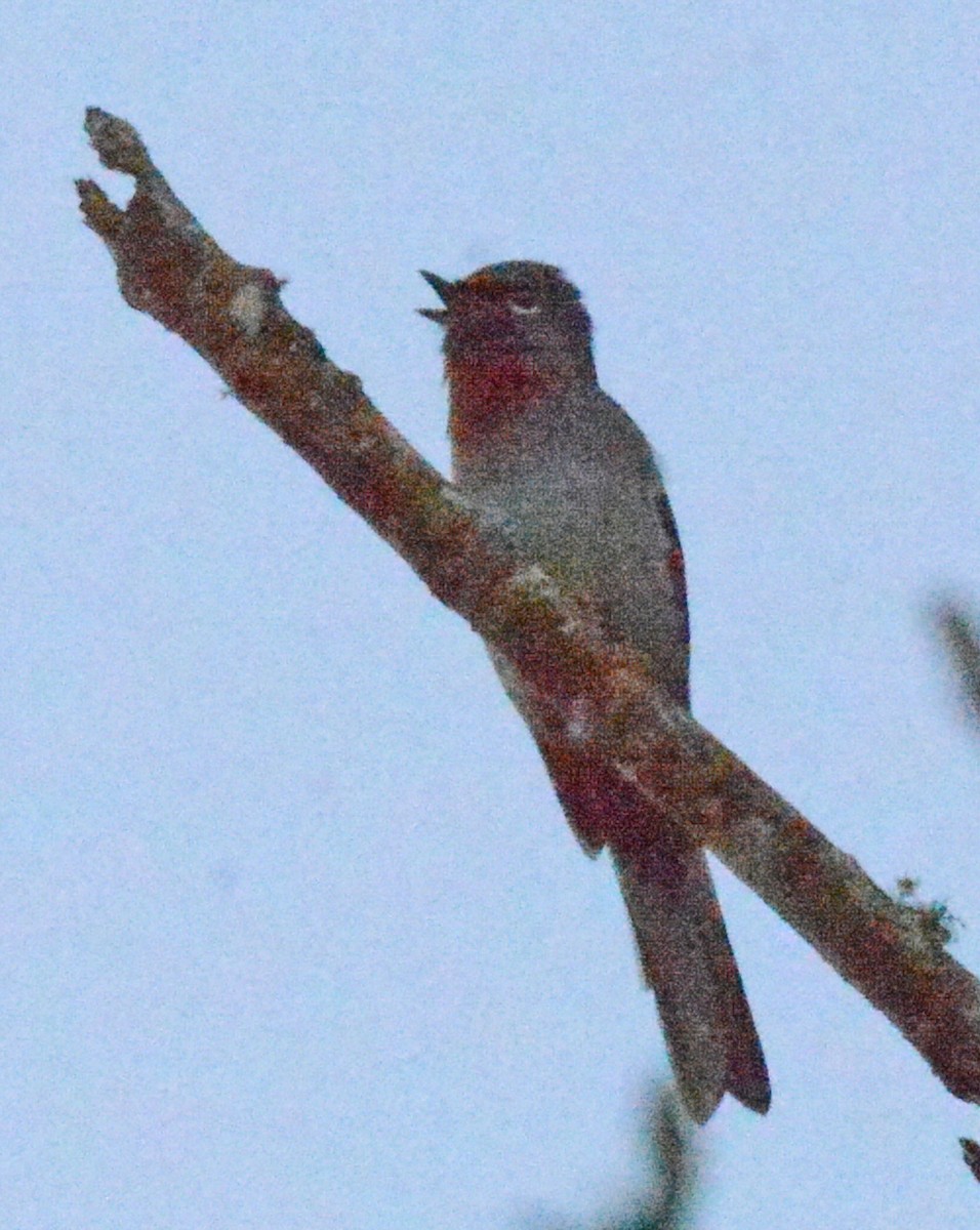 Rufous-throated Solitaire - ML616627568