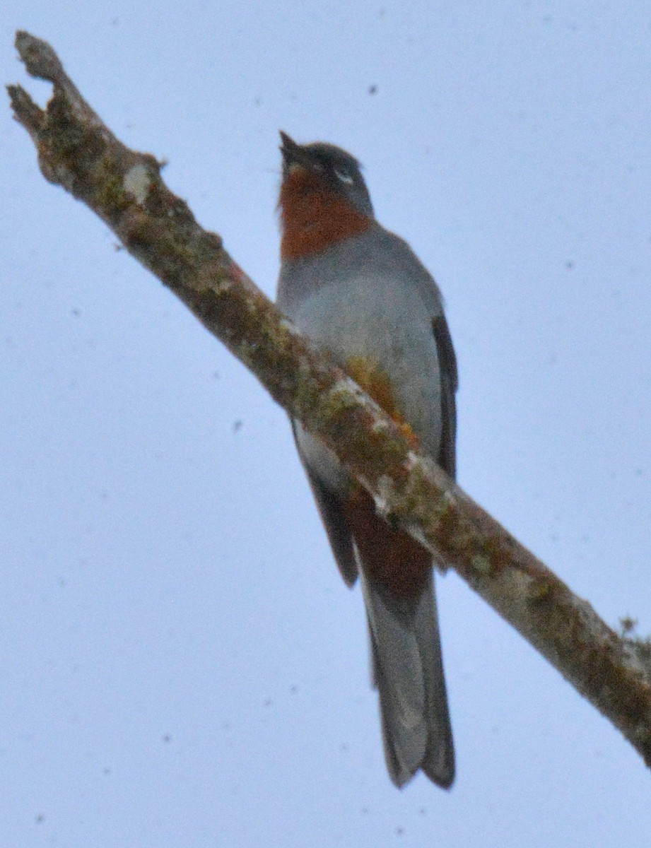 Rufous-throated Solitaire - ML616627572