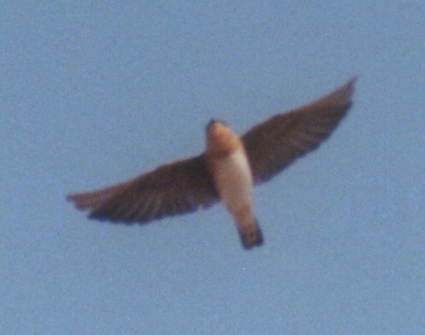 Cave Swallow - ML616627627