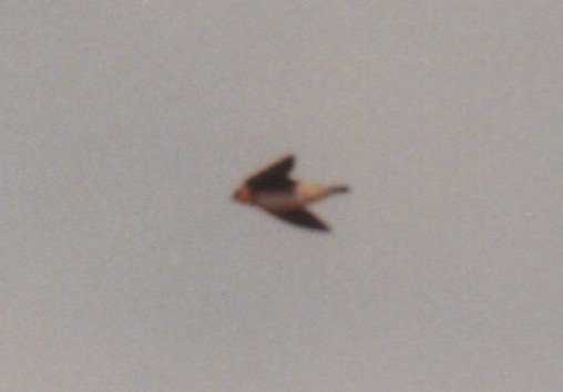 Cave Swallow - ML616627629
