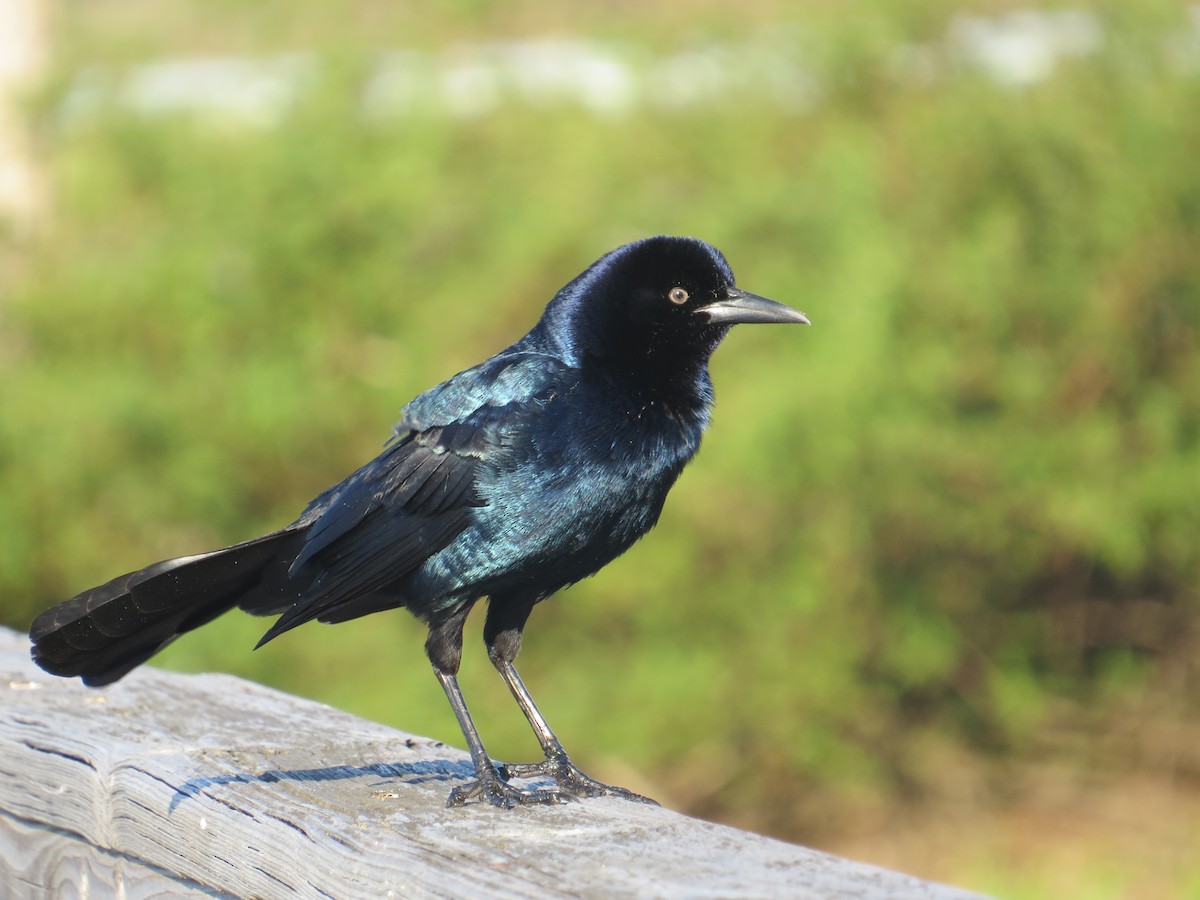 Boat-tailed Grackle - ML616627680
