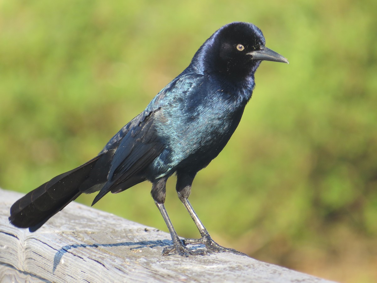 Boat-tailed Grackle - ML616627682