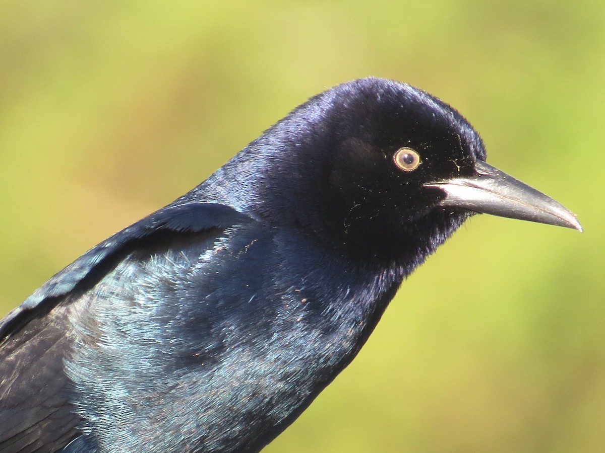 Boat-tailed Grackle - ML616627684