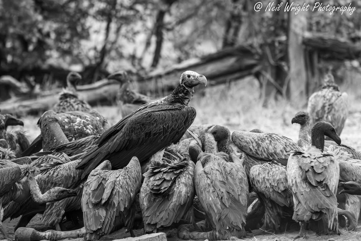Lappet-faced Vulture - ML616627800