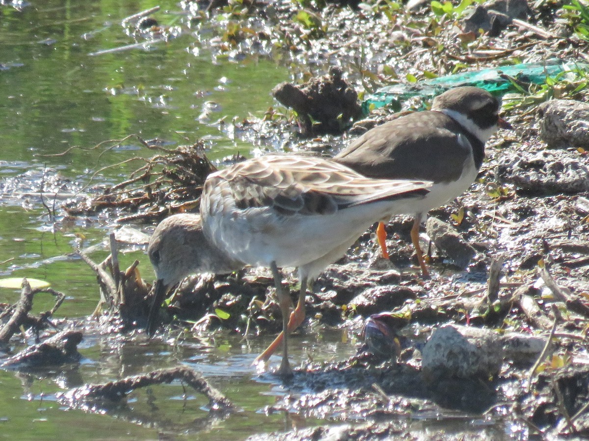Common Ringed Plover - ML616627959