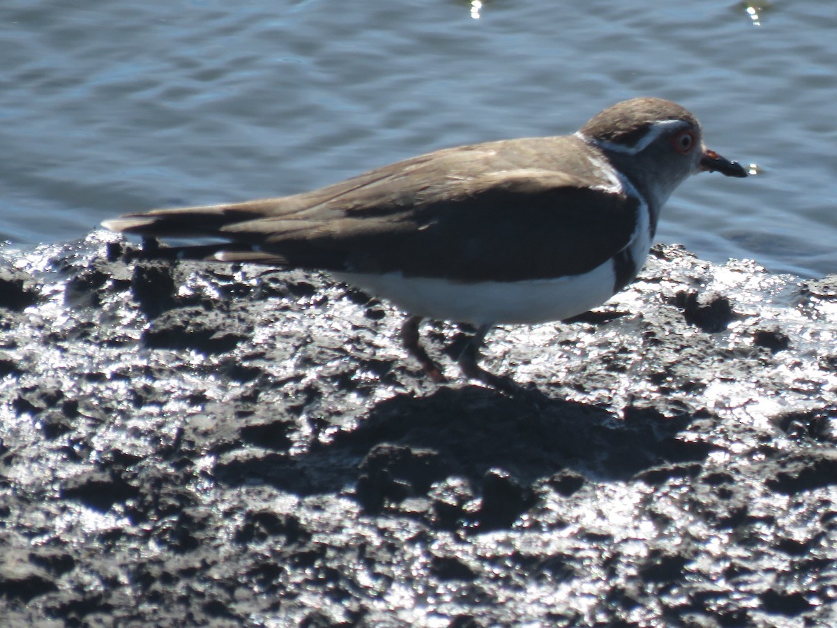 Three-banded Plover (African) - ML616627979