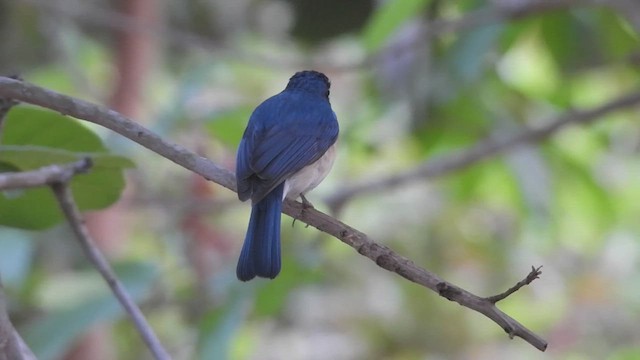 Tickell's Blue Flycatcher - ML616627984