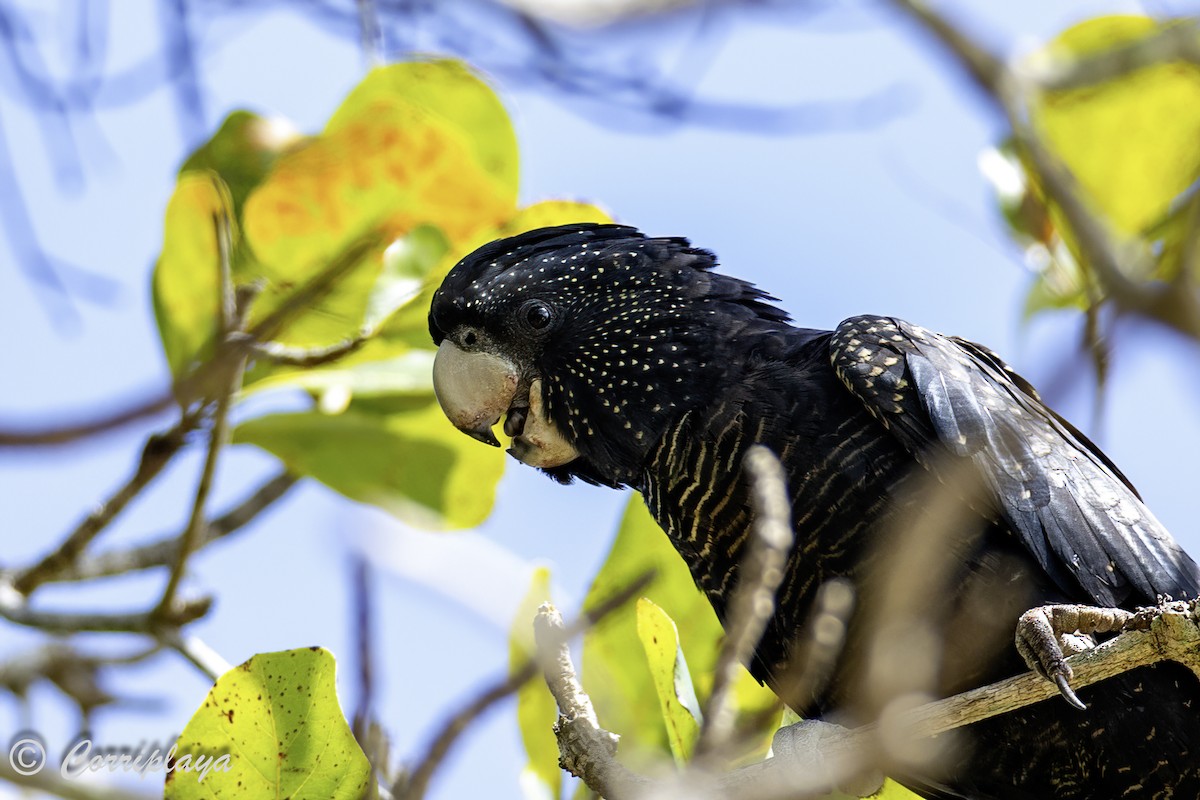Red-tailed Black-Cockatoo - ML616628072