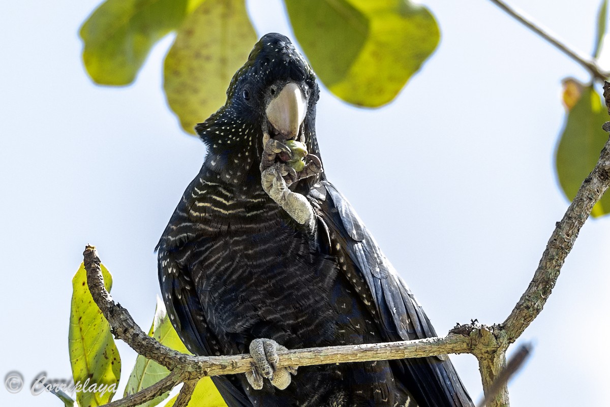 Red-tailed Black-Cockatoo - Fernando del Valle
