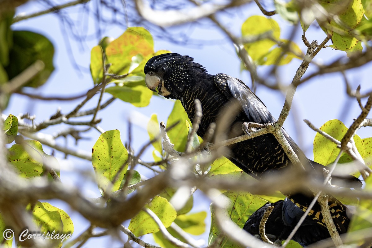 Red-tailed Black-Cockatoo - ML616628075