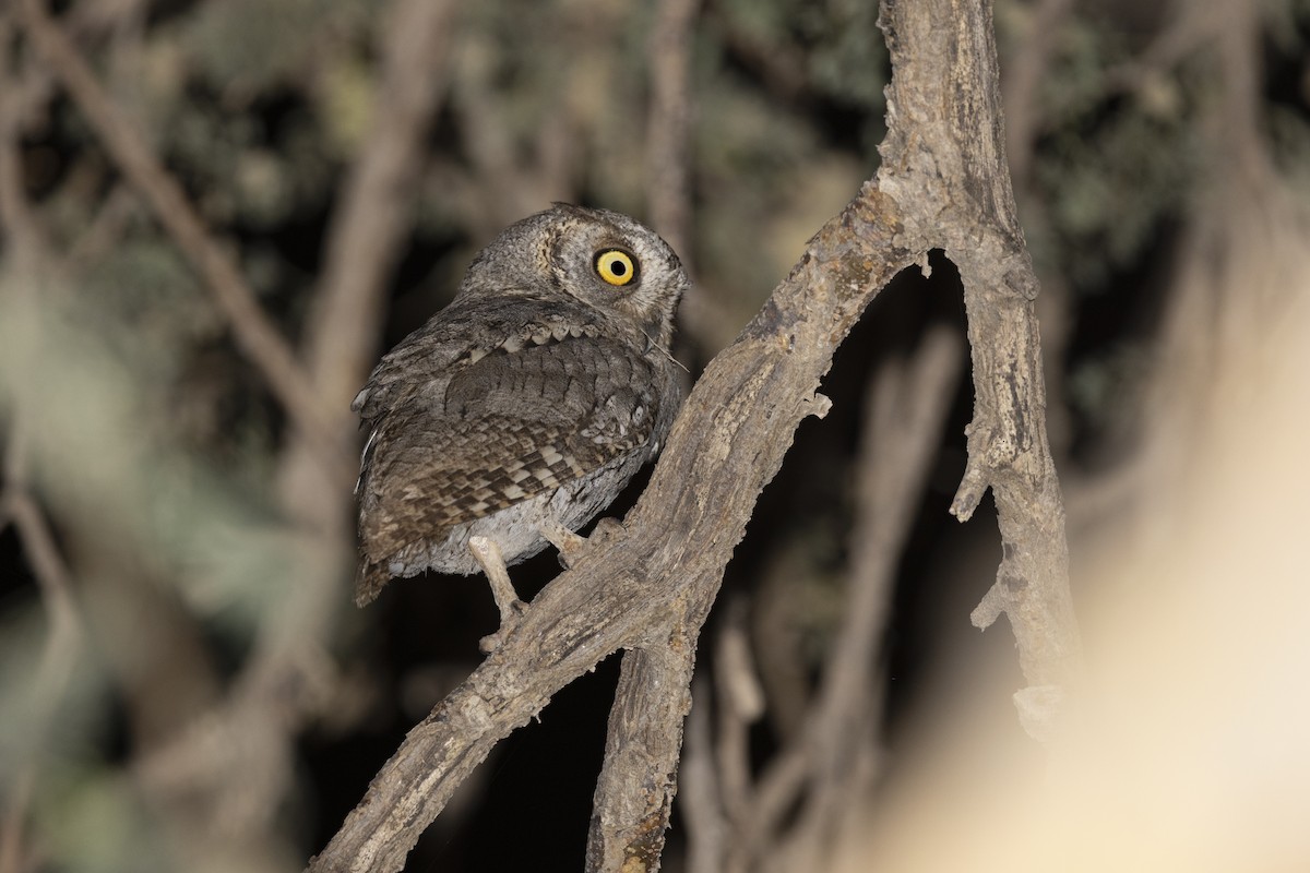 Arabian Scops-Owl - ML616628213