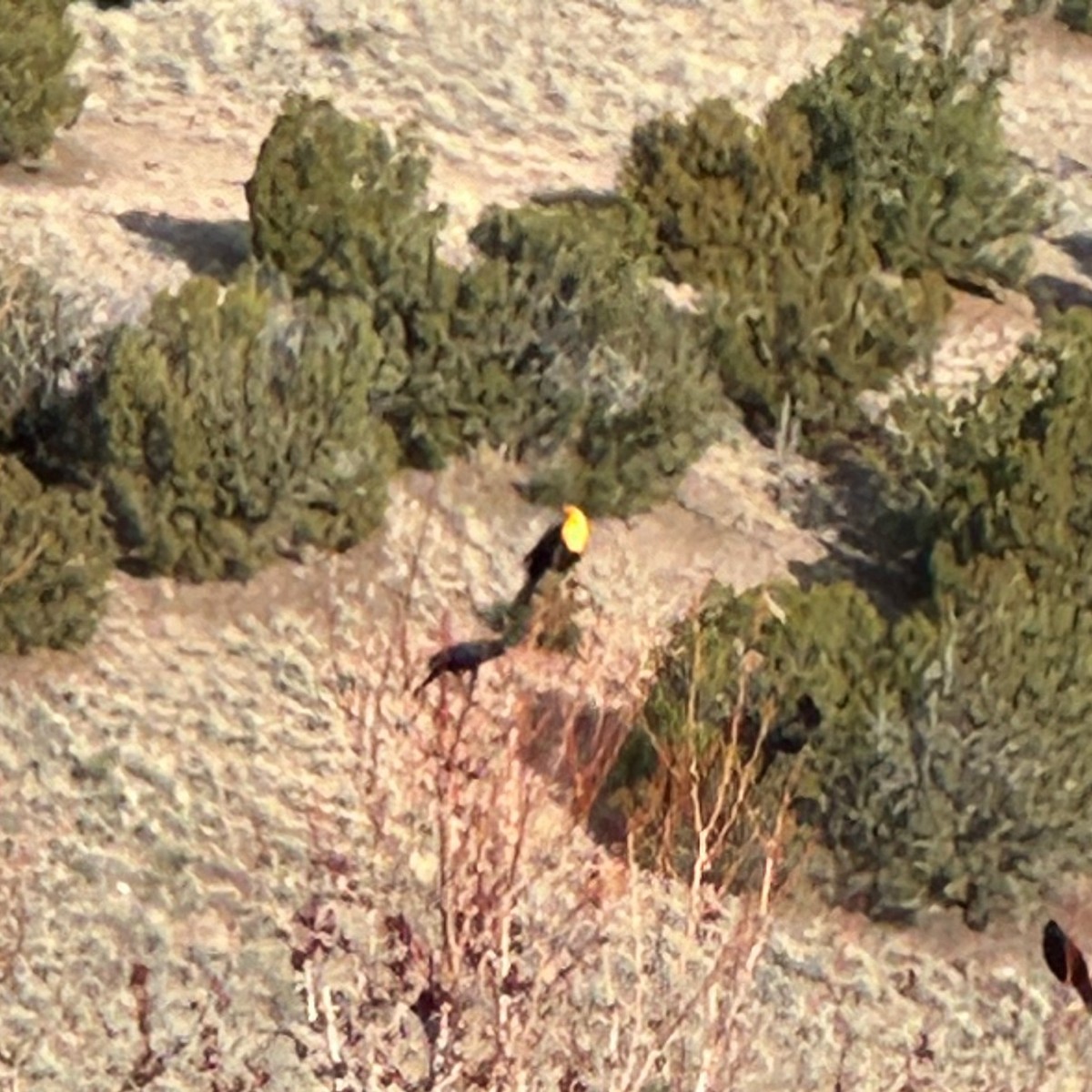 Yellow-headed Blackbird - ML616628275