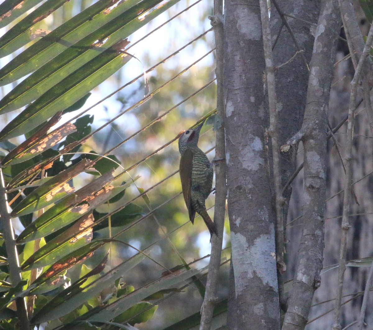 Gray-crowned Woodpecker - ML616628433